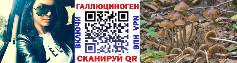 Псилоцибиновые грибы Psilocybine cubensis  где можно купить наркотик  Белокуриха 